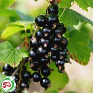 Currant Thumbnail
